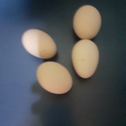 Dev layt Brama yumurtası 1,50 azn satılır. Yumurtalar çox