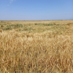 100 hektar Ərazi satılır Ağsu rayonu ərazisində Xüsusi