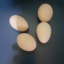 Dev Brama yumurtası 1,50 AZN satılır. Yumurta iri olur. Tez