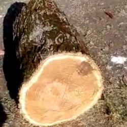 Material- tut ağacı Diametr - 45 sm Hündürlük -1 metr Tam