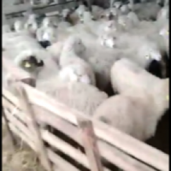 Berde Agro Korporativ MMC Gurcustan goyunlar guzular