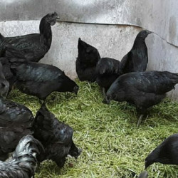 Ayam Cemani Breeders for sales. Egg. Chick. Both breeds.