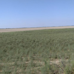 2000 hektardan ərazi satílír Salyan rayonu ərazisi