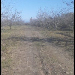 3 hektar Gilas baĝí satílír Qusar rayonu ərazisi Xüsusi
