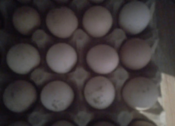 Sereblis toyuqlarının mayalı yumurtası