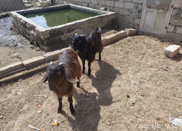Hələb keçileri satılır erkek dişi.300 AZN.isteyen olsa