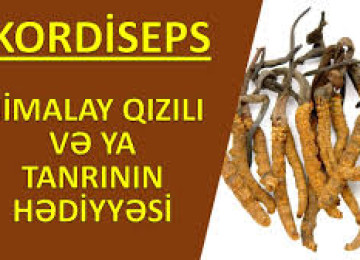 " Kordiseps "-Original və Tam Təbii,Yeganə Probsuz