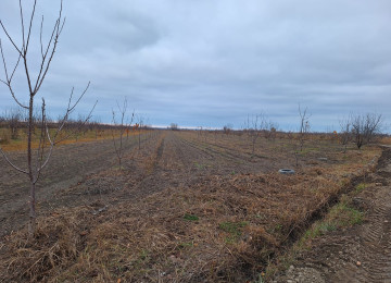 Xacmaz rayonunda 460 sot gilas bagi satilir