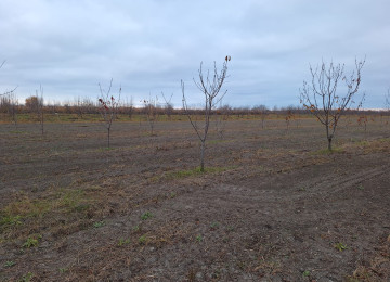 Xacmaz rayonunda 460 sot gilas bagi satilir