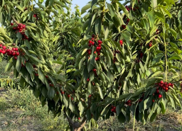 Quba rayon Vladimirovka 90 sot yeni salınmış gilas bağı