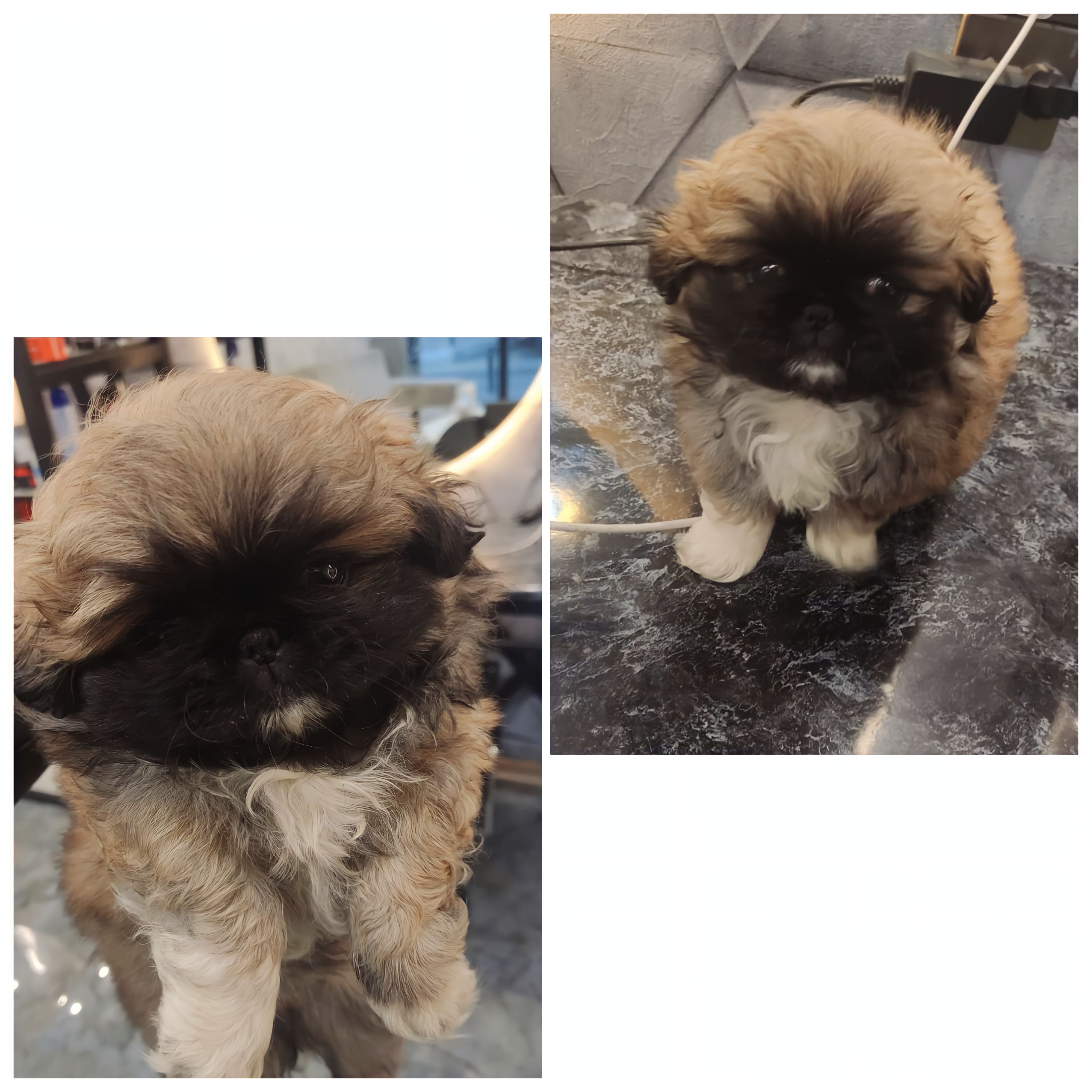 Dişi 45 günlük pekines 300 azn satılır. Ünvan Tblisi pr.