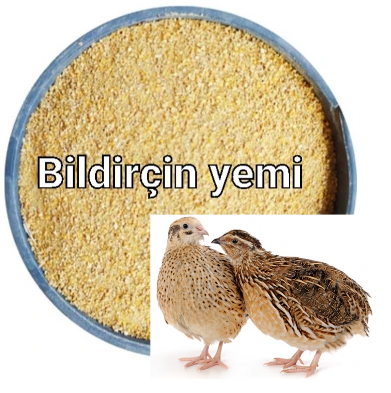 Bildirçin böyütmə yemi. Yüksək proteinli yem 11-55 verilir.