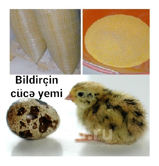 Bildirçin başlanğıc Cücə yemi №1. 1-10 gün verilir. Yüksək