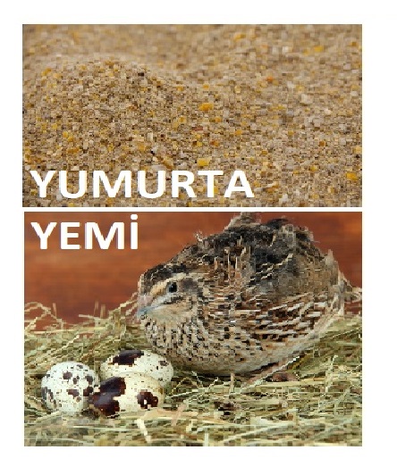 Bildirçin yumurta yemi. Bol vitamin, mineral və amin