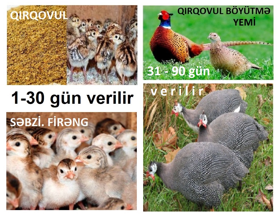 Qırqovul və Firəng başlanğıc cücə yemi №1. 8-30 gün