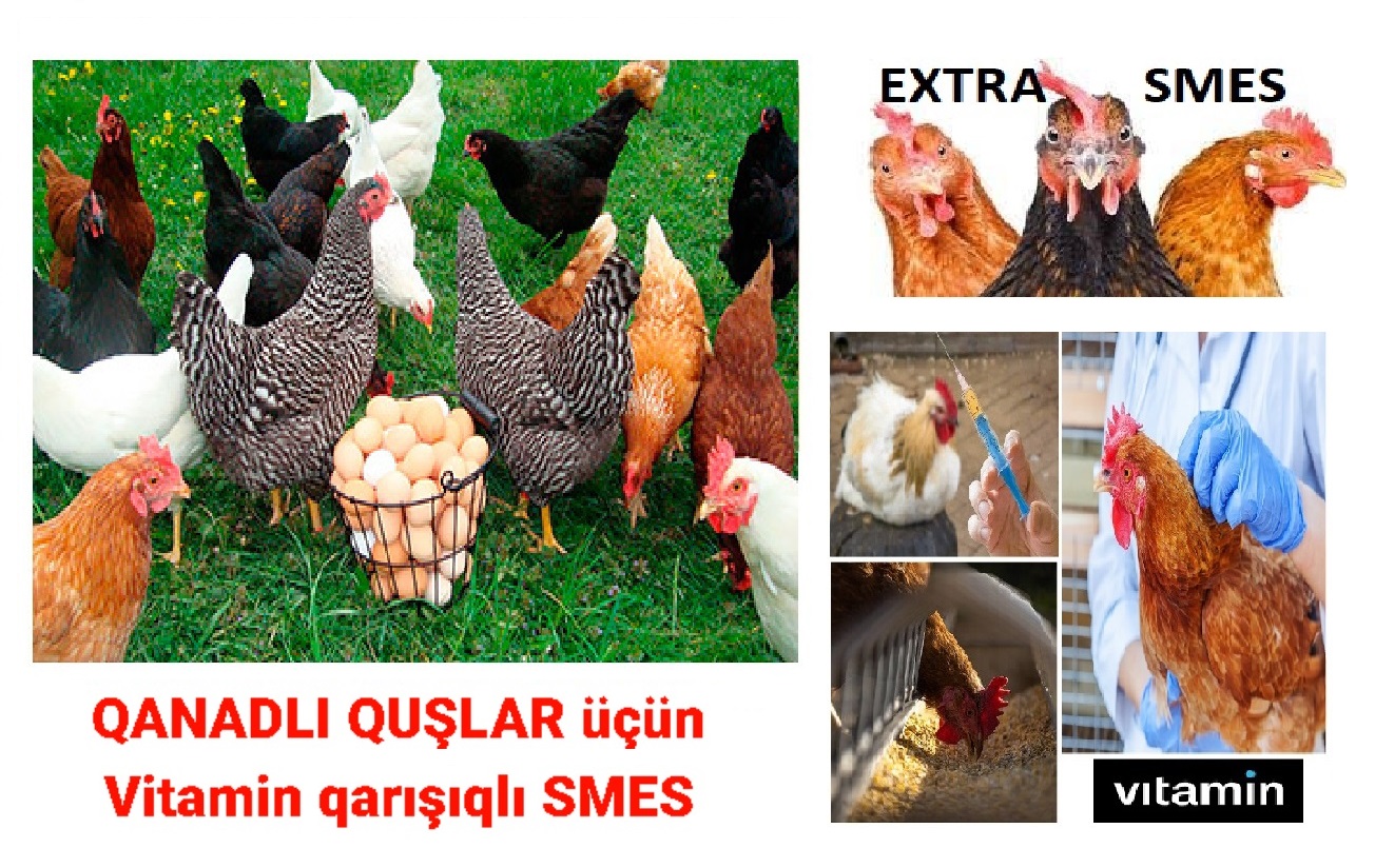 Quşlar üçün smes. Quşlarda bütün daxili infeksion