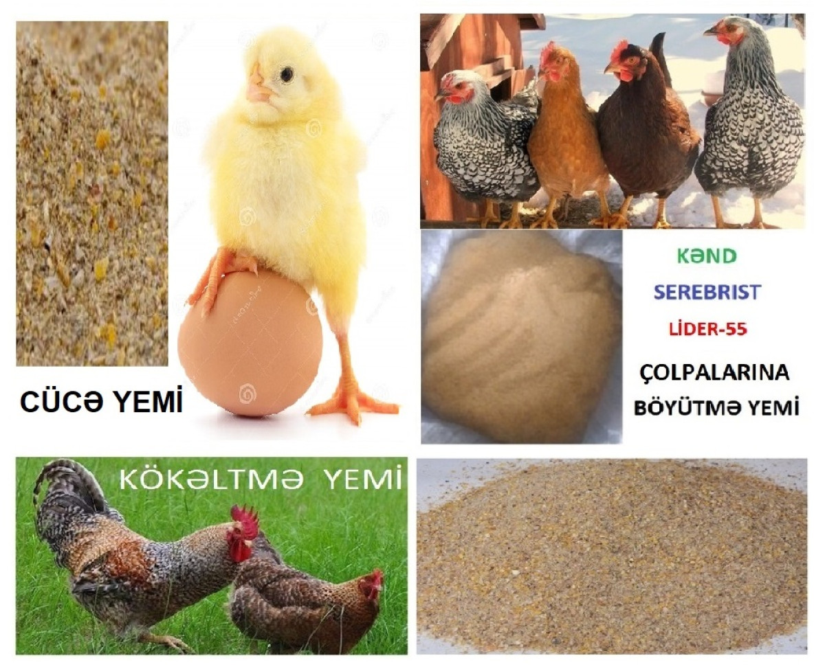 Cücə yemi Cücə başlanğıc yemi №1. Serebrist. Kənd və Ətlik cücələri
