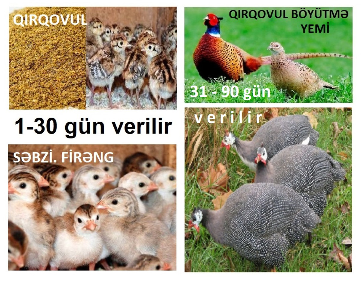 Qırqovul və Firəng cücə yemi Qırqovul və Firəng başlanğıc cücə yemi №1. 8-30 gün