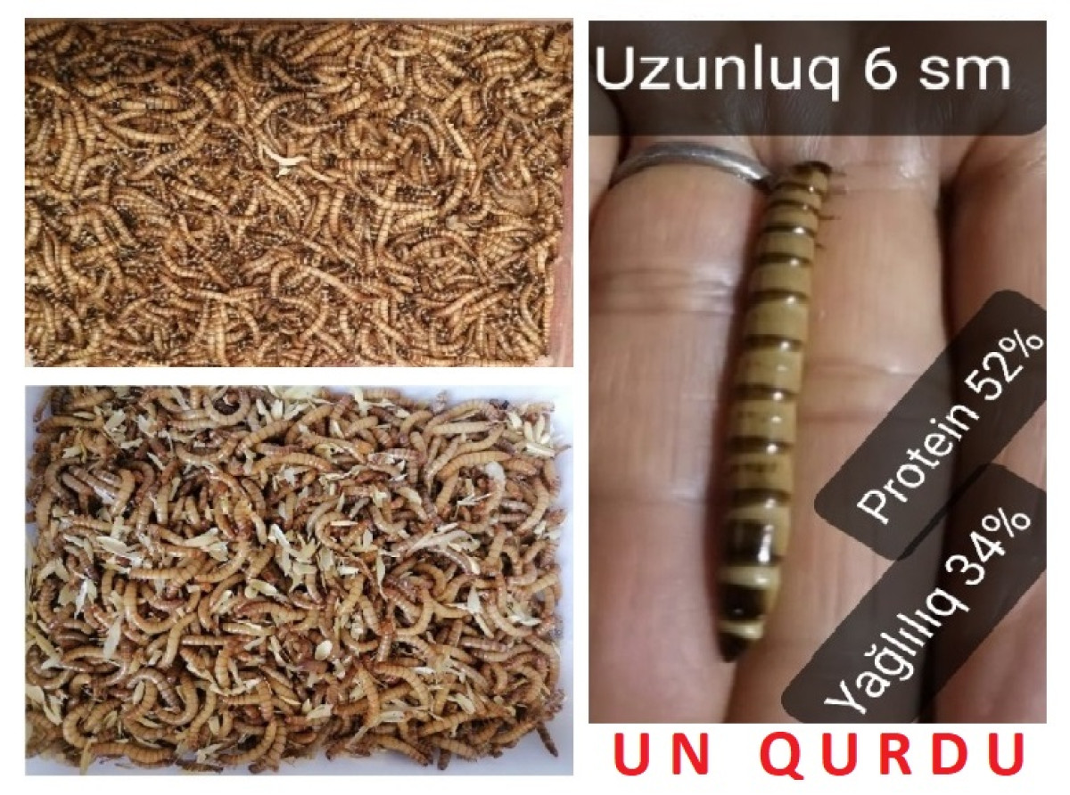Un qurdu Un qurdu = 2 qəpikdən. Toyuq-Cücə, digər Quşlar və canlılar