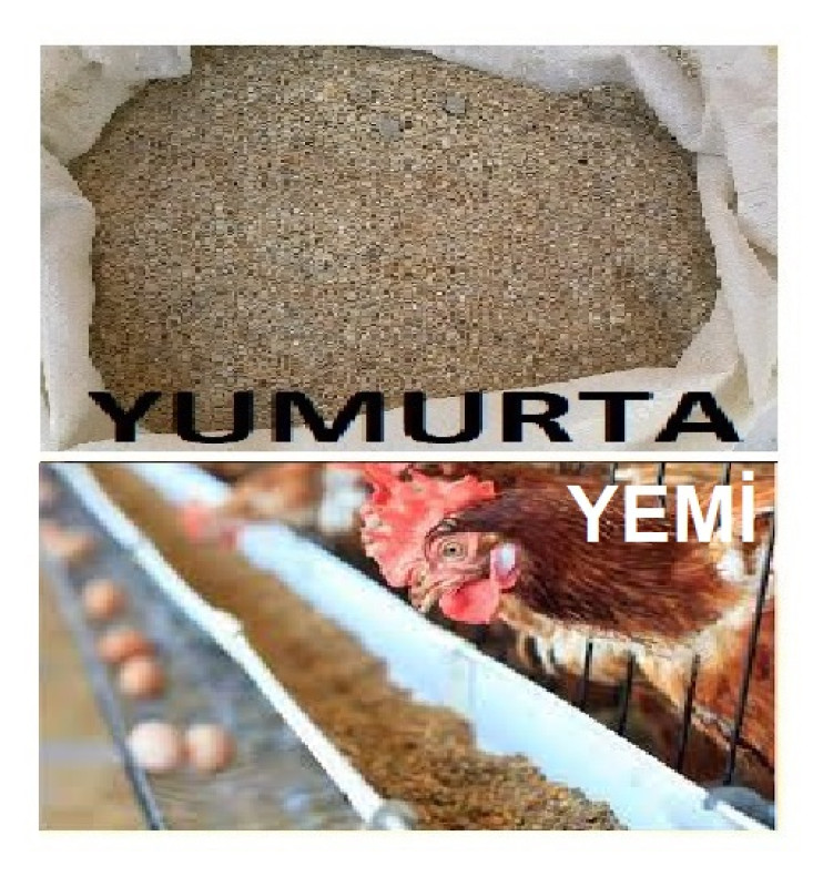 Yumurta yemi Yumurtalama yemi. Serebrist. Avstrolop. Kənd toyuqlarına