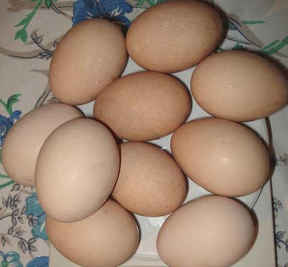 Avstrolop yumurtası Avstrolop yumurtası. Avstrolopun damazlıq özəlliklərini