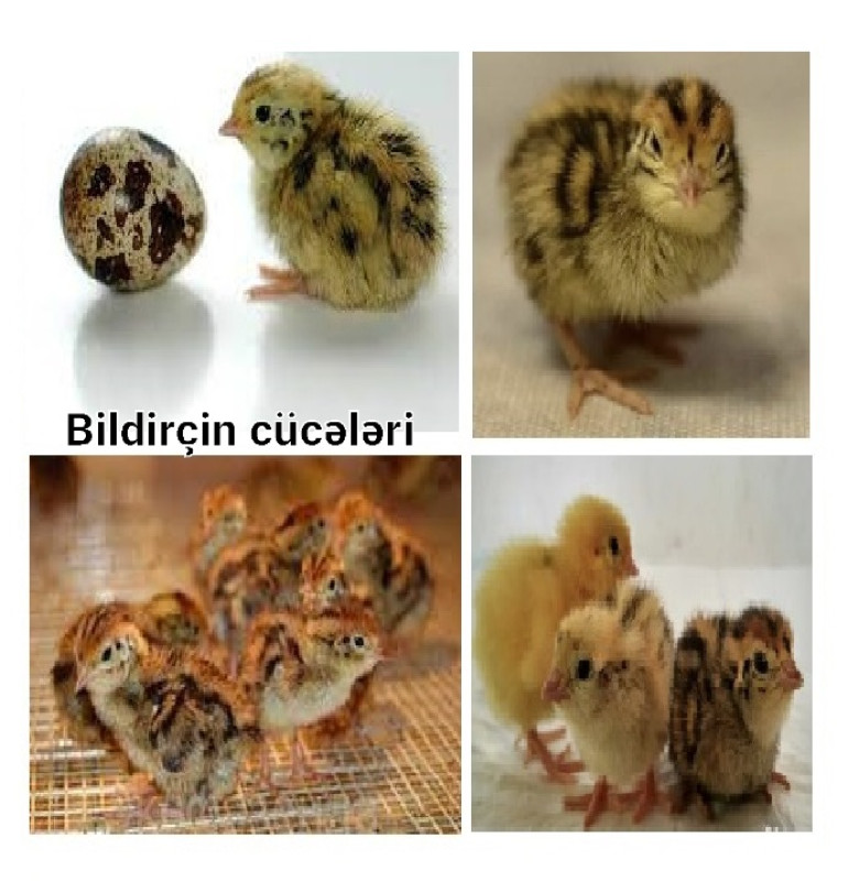 Bildriçin cücələri Bildirçin cücələri. BU QİYMƏT-dən ucuz AXTARMAYIN.