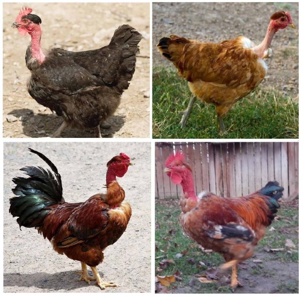 Boynu lüt toyuqlar Boynu lüt toyuqlar. BOYNU LÜT Toyuqlar = 15 ₼. BOYNU LÜT