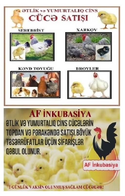 Cücələr Hər cins cücələr. AF İnkubasiya Ətlik. Yumurtalıq. 1 günlük