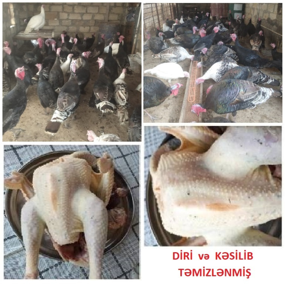 Kənd hinduşkası əti Kənd hinduşkası əti. Qarğıdalı. Arpa. Gicitkan & Yonca ilə