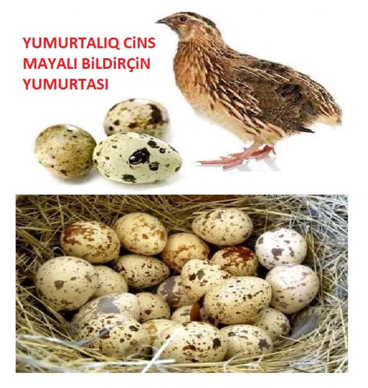 Mayalı Jumbo yumurta Mayalı Jumbo bildriçin yumurtası. Bu cins 45-ci gündən