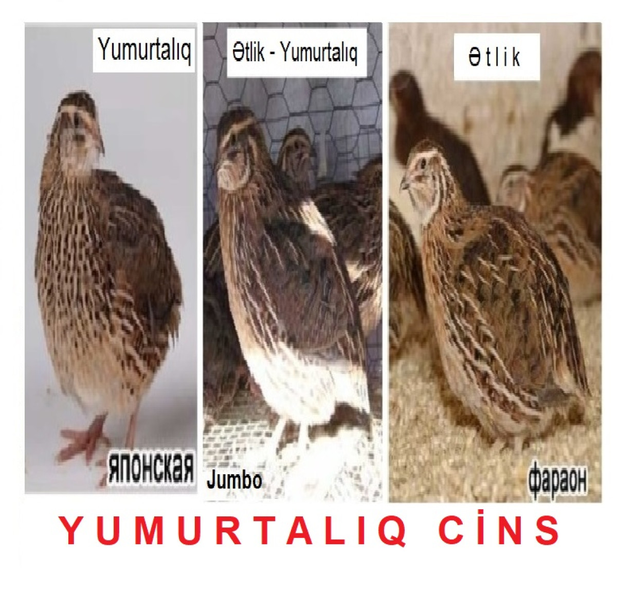 Bildirçin Jumbo Kürt yatan Jumbo Bildirçin Yumurtalıq cins 45-ci gündən