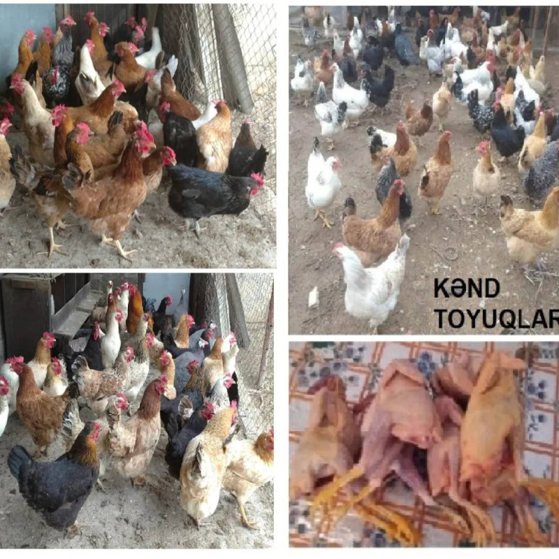 Yumurtlayan kənd toyuqları Yumurtlayan kənd toyuqları. Qarğıdalı. Buğda. Arpa & Yonca
