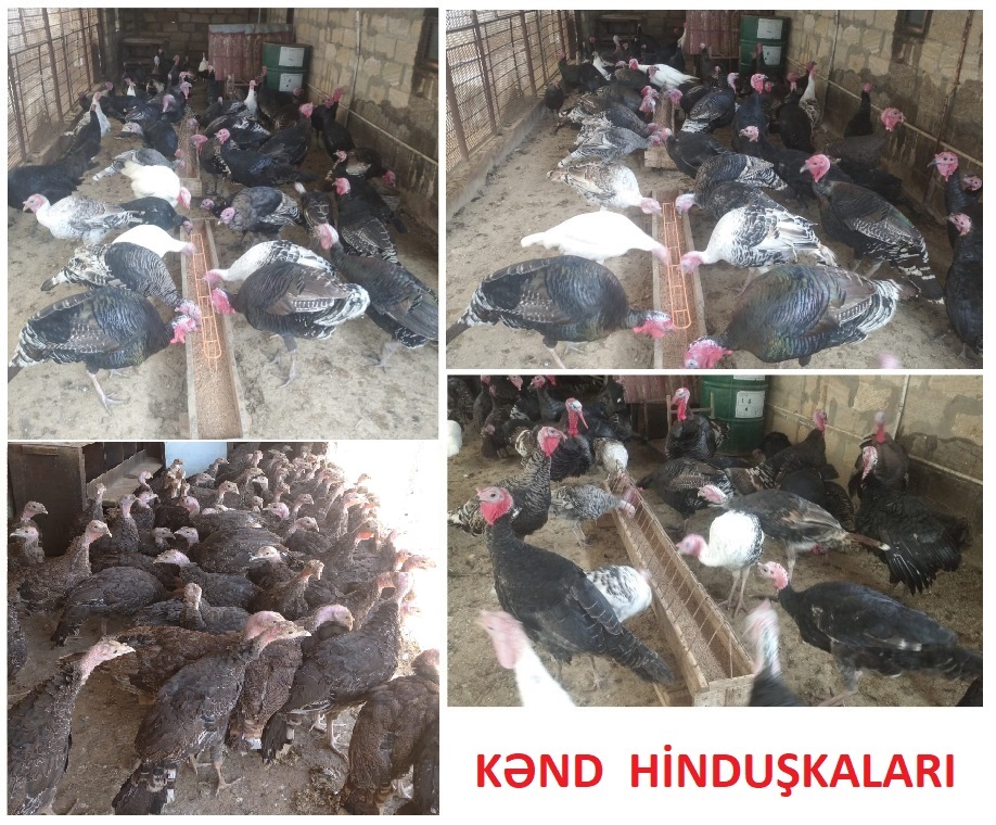 Kənd Hinduşkaları. Hər çəkidə 5-12 aylıq. Qarğıdalı. Arpa.