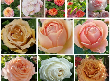 Dekorativ qızılgüllər. Həyət və Bağ üçün açıq havada təbii