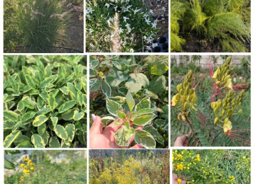 Dekorativ qızılgüllər. Həyət və Bağ üçün açıq havada təbii