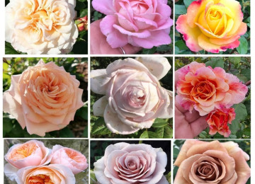 Dekorativ qızılgüllər. Həyət və Bağ üçün açıq havada təbii