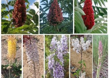 Dekorativ qızılgüllər. Həyət və Bağ üçün açıq havada təbii