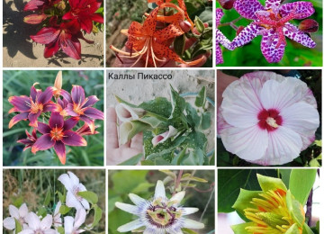 Dekorativ qızılgüllər. Həyət və Bağ üçün açıq havada təbii