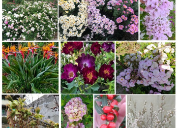 Dekorativ qızılgüllər. Həyət və Bağ üçün açıq havada təbii