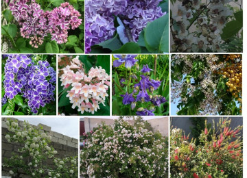 Dekorativ qızılgüllər. Həyət və Bağ üçün açıq havada təbii