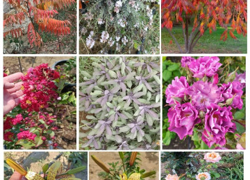 Dekorativ qızılgüllər. Həyət və Bağ üçün açıq havada təbii