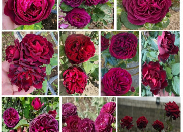 Dekorativ qızılgüllər. Həyət və Bağ üçün açıq havada təbii