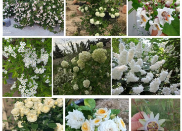 Dekorativ qızılgüllər. Həyət və Bağ üçün açıq havada təbii