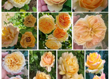 Dekorativ qızılgüllər. Həyət və Bağ üçün açıq havada təbii