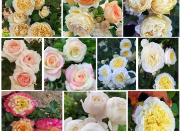 Dekorativ qızılgüllər. Həyət və Bağ üçün açıq havada təbii