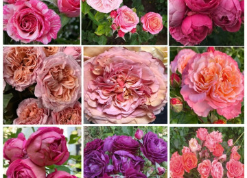 Dekorativ qızılgüllər. Həyət və Bağ üçün açıq havada təbii