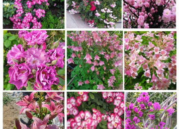 Dekorativ qızılgüllər. Həyət və Bağ üçün açıq havada təbii