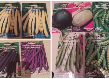 Dekorativ qızılgüllər. Həyət və Bağ üçün açıq havada təbii