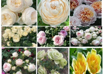 Dekorativ qızılgüllər. Həyət və Bağ üçün açıq havada təbii