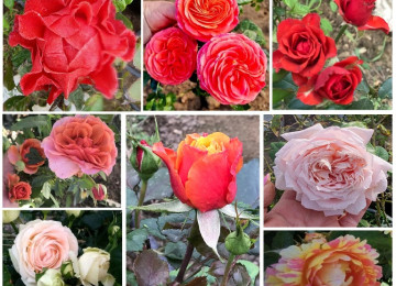 Dekorativ qızılgüllər. Həyət və Bağ üçün açıq havada təbii